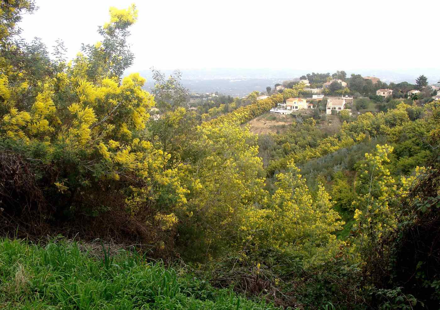 Mimosa in bloom at Tanneron